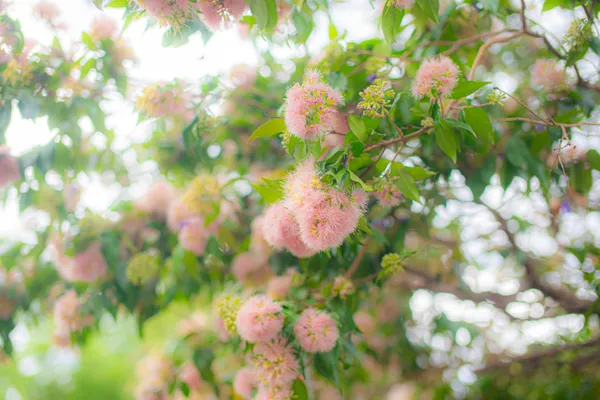 Pink Pom-Poms