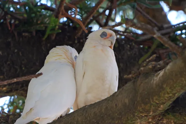 Pair of Corellas