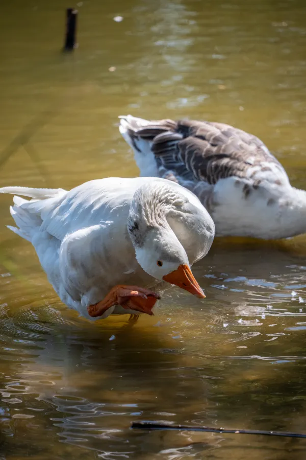 Goose at the Pond