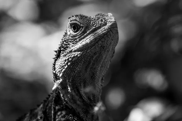 Dragon, Reframed