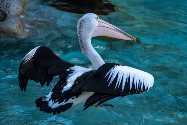 Pelican