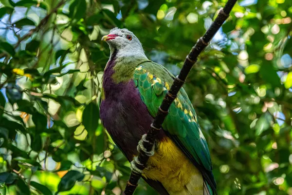 Emerald Pigeon