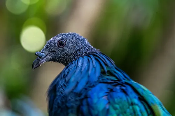 Blue Bird, Soft Light