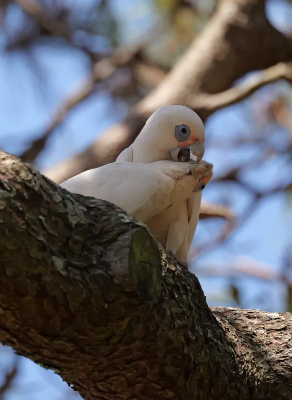 Corella Tenderness
