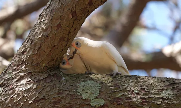 Sharing the Branch