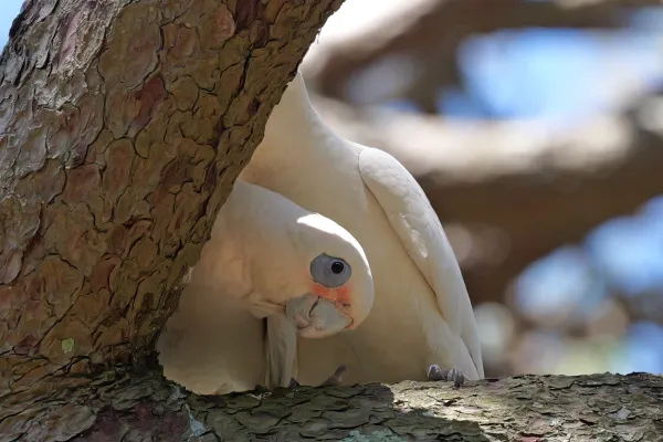 Curious Glance