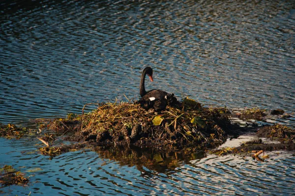 Black Swan Nesting