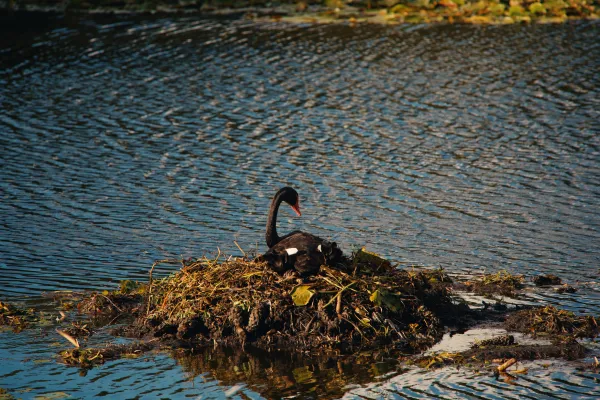 Swan, Turning