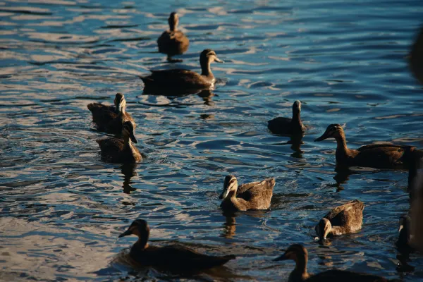 Duck Council