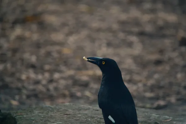 Pied Currawong