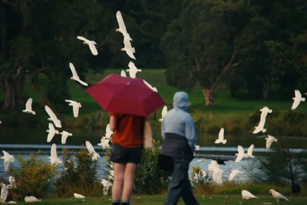 Red Umbrella, White Wings