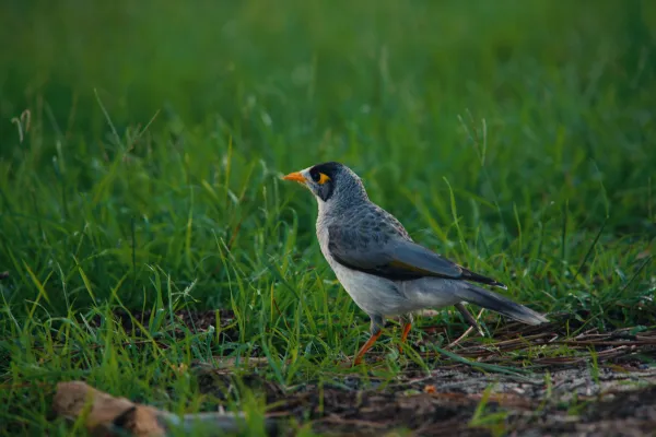 Noisy Miner