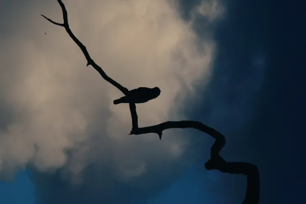 Branch and Cloud