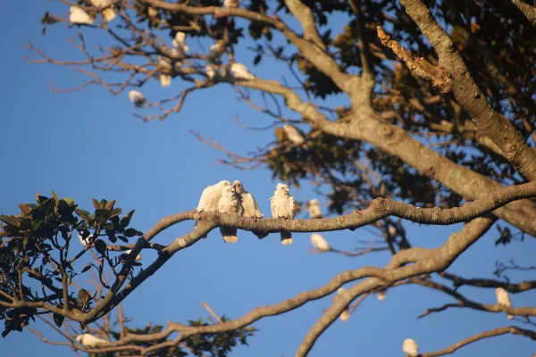 Family Tree