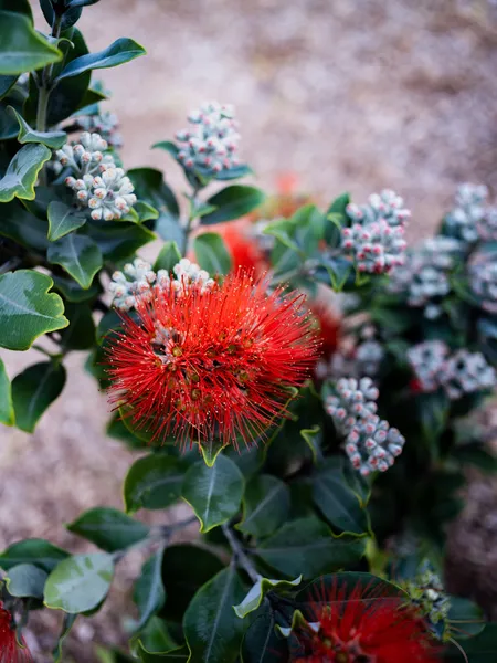 Nature Study · WEXF5960