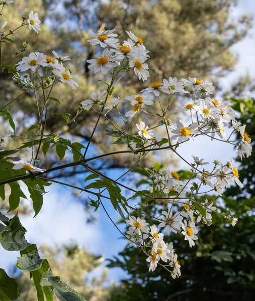 Nature Study · WEXF5982