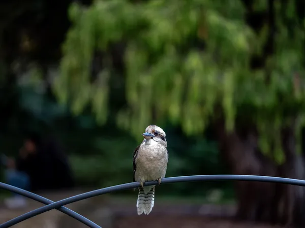 Wildlife Study · WEXF7007