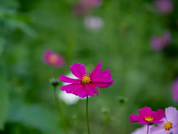 Nature Study · WEXF7013-Enhanced-NR