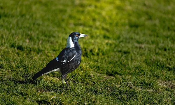 Wildlife Study · WEXF7906