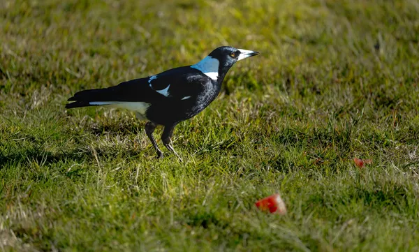Wildlife Study · WEXF7923
