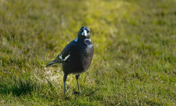Wildlife Study · WEXF7936