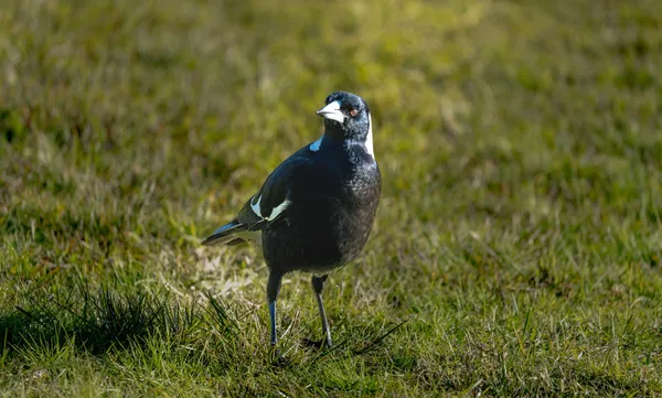 Wildlife Study · WEXF7937