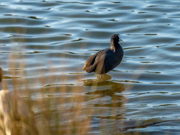 Wildlife Study · WEXF7998