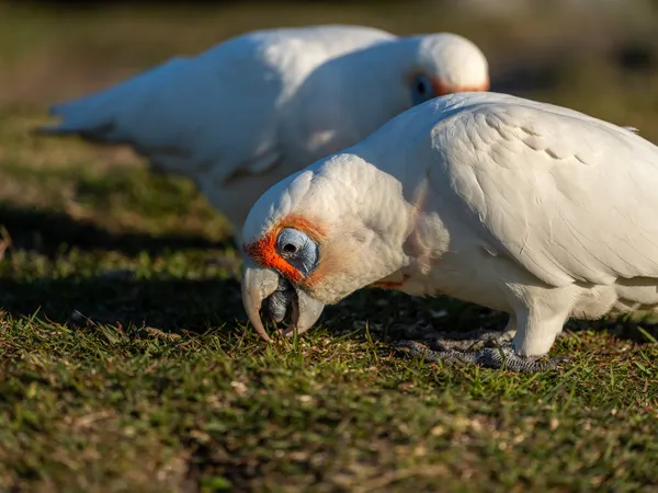 Wildlife Study · WEXF8015