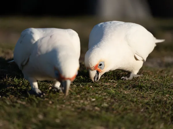 Wildlife Study · WEXF8018