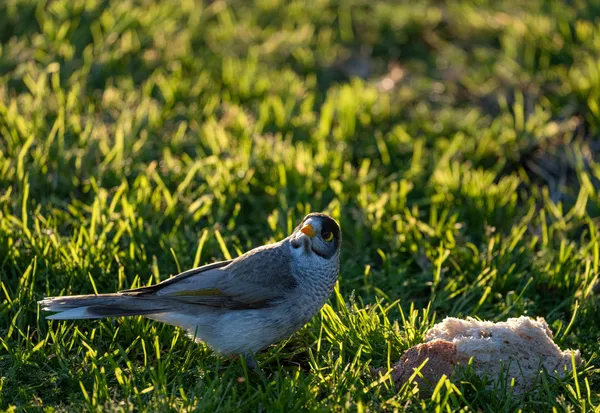 Wildlife Study · WEXF8081-2