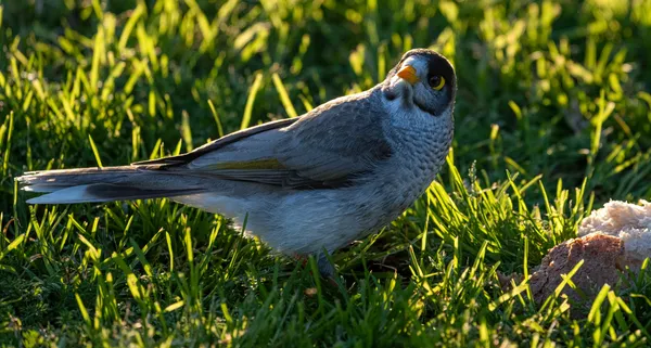 Wildlife Study · WEXF8081